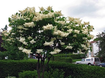 S.28. (114) Lilas du Japon | arboretum gabrielis