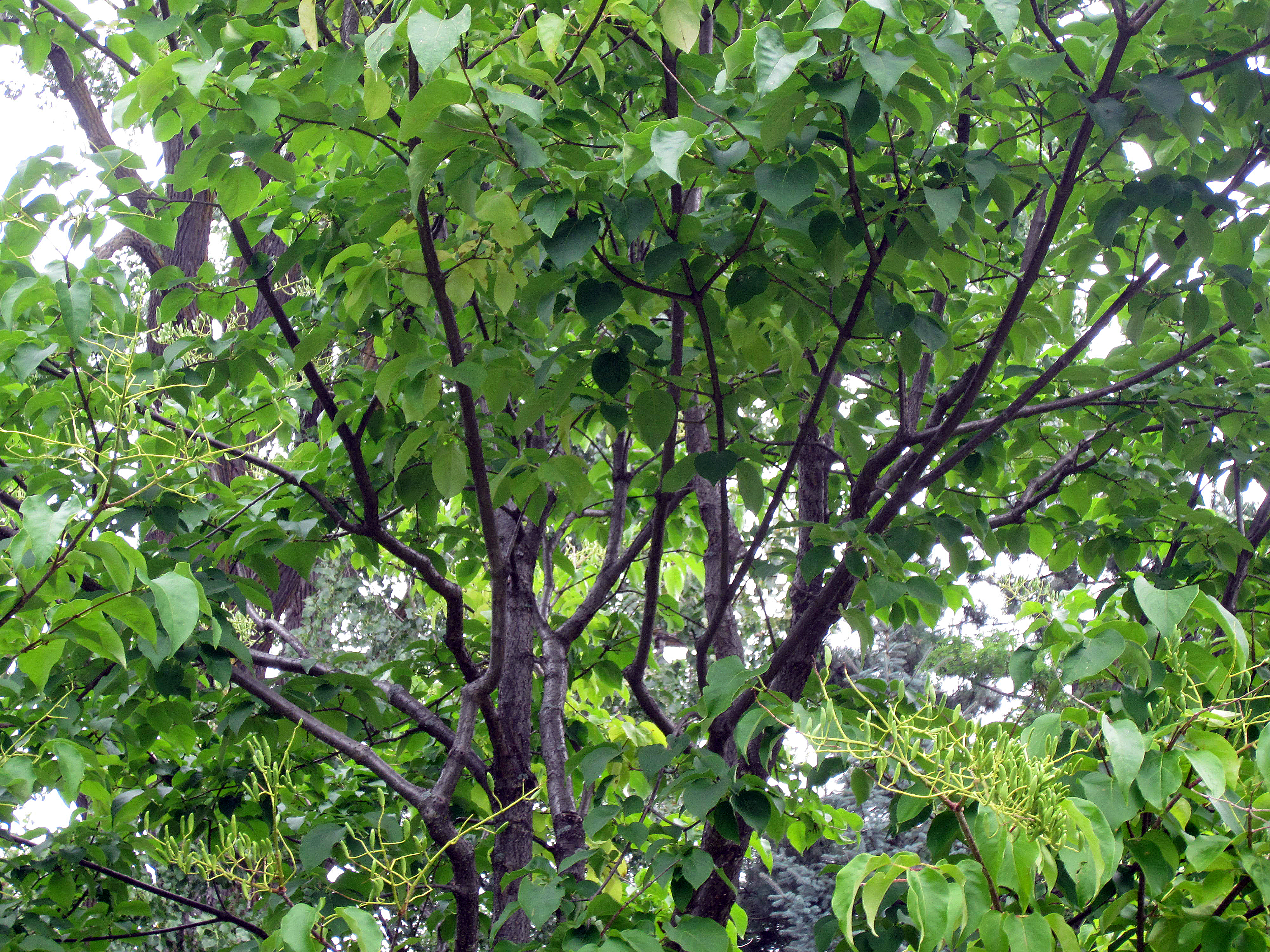 S.28. (114) Lilas du Japon | arboretum gabrielis