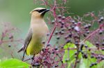A cedar waxwing pauses while feeding on the fruit of an American elderberry shrub in late summer. For the best results when landscaping for birds, plant a variety of fruit-bearing or nut-bearing trees and shrubs.